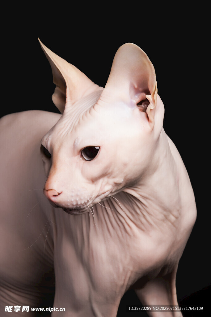 无毛猫特写