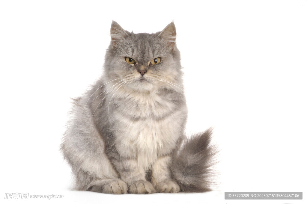 坐着的长毛灰猫