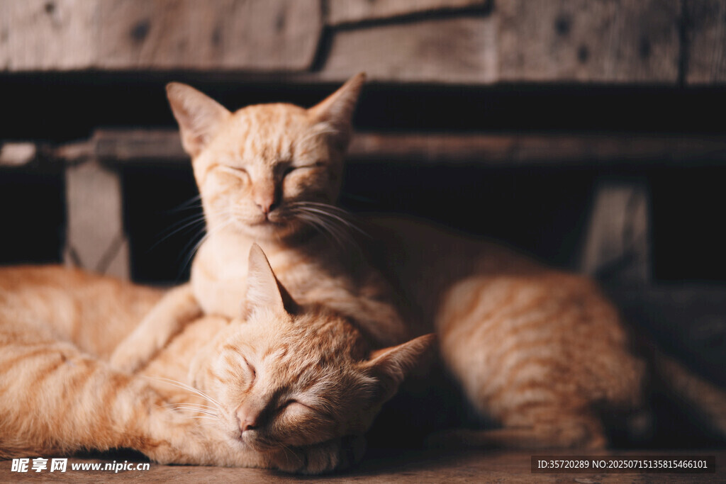 两只橘猫依偎休憩