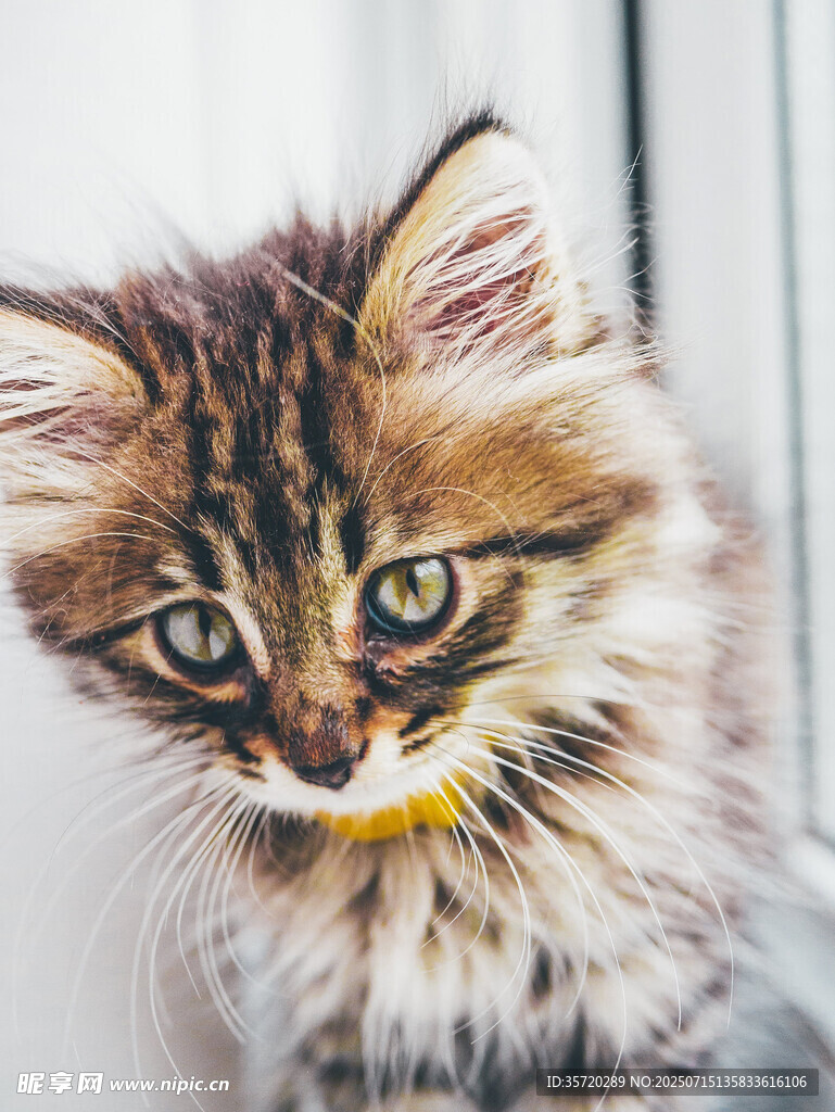 可爱长毛小猫歪头卖萌
