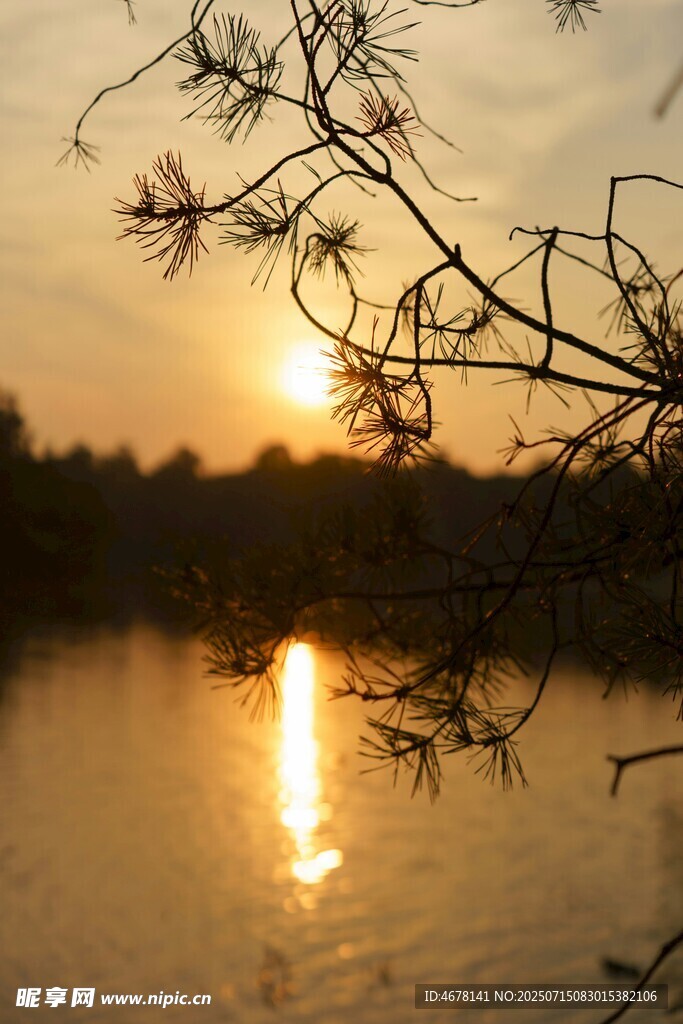 湖畔夕阳下的静谧树枝