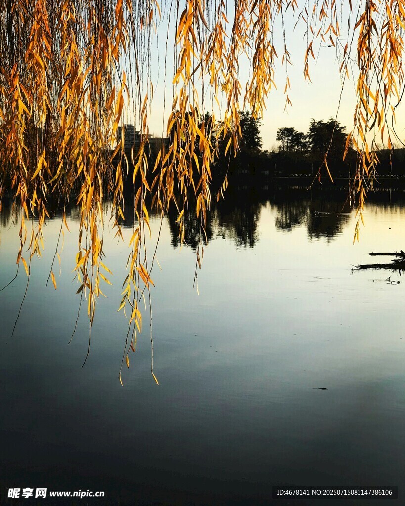 湖畔垂柳映水的静谧景致