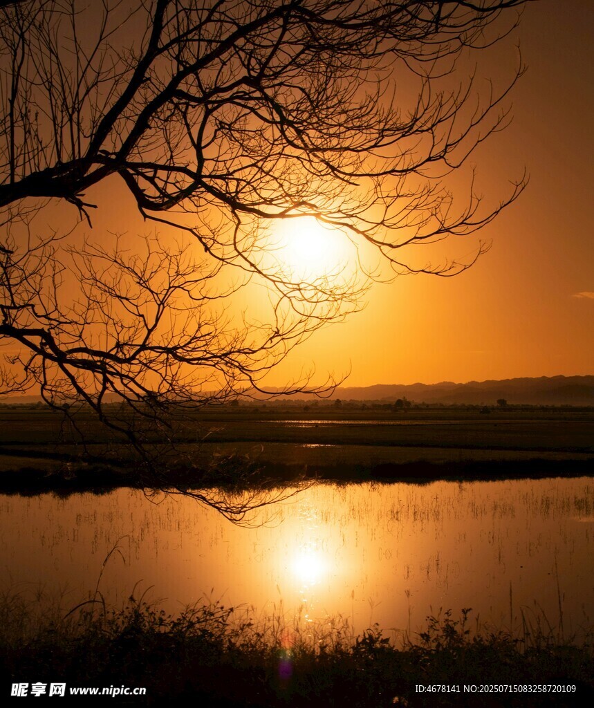 夕阳下的湖畔枯树美景