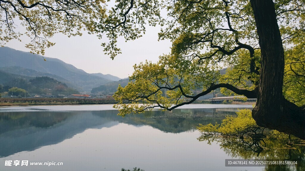 湖畔绿树映青山美景