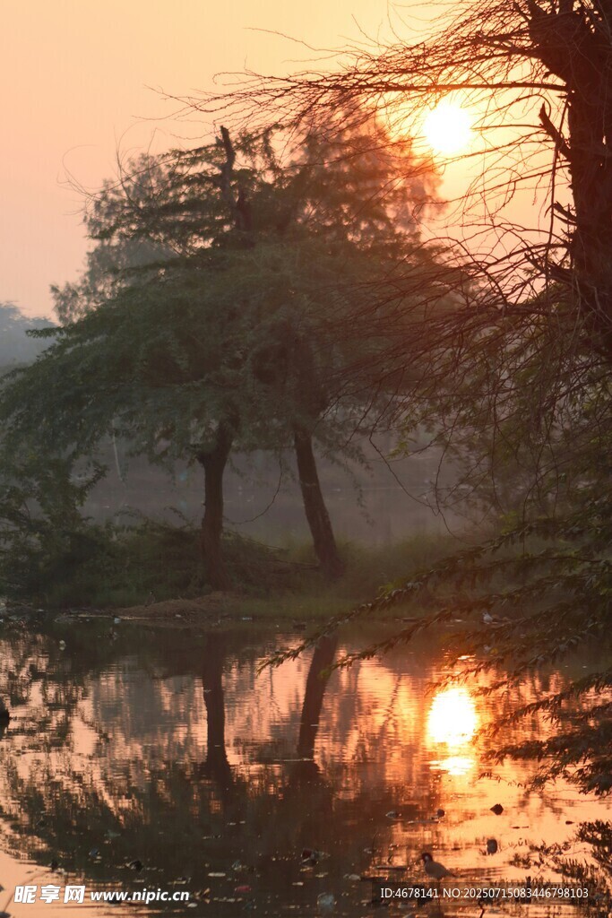 夕阳下湖畔树木美丽倒影