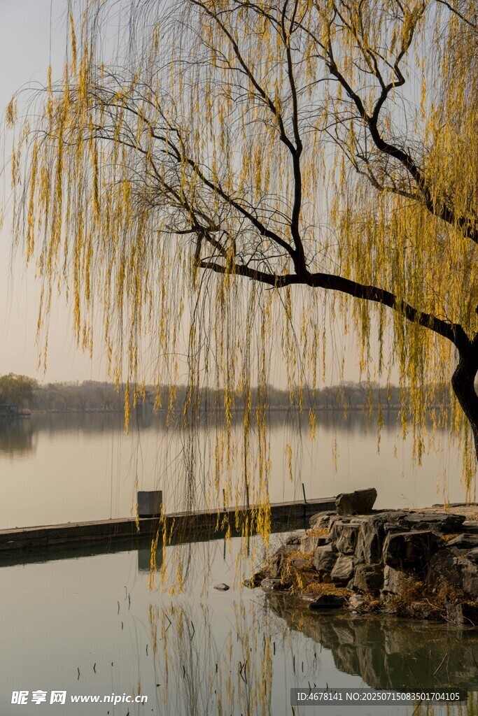 湖畔垂柳静谧湖景之美