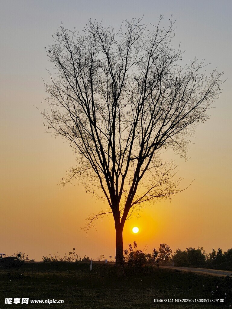 夕阳下的孤树