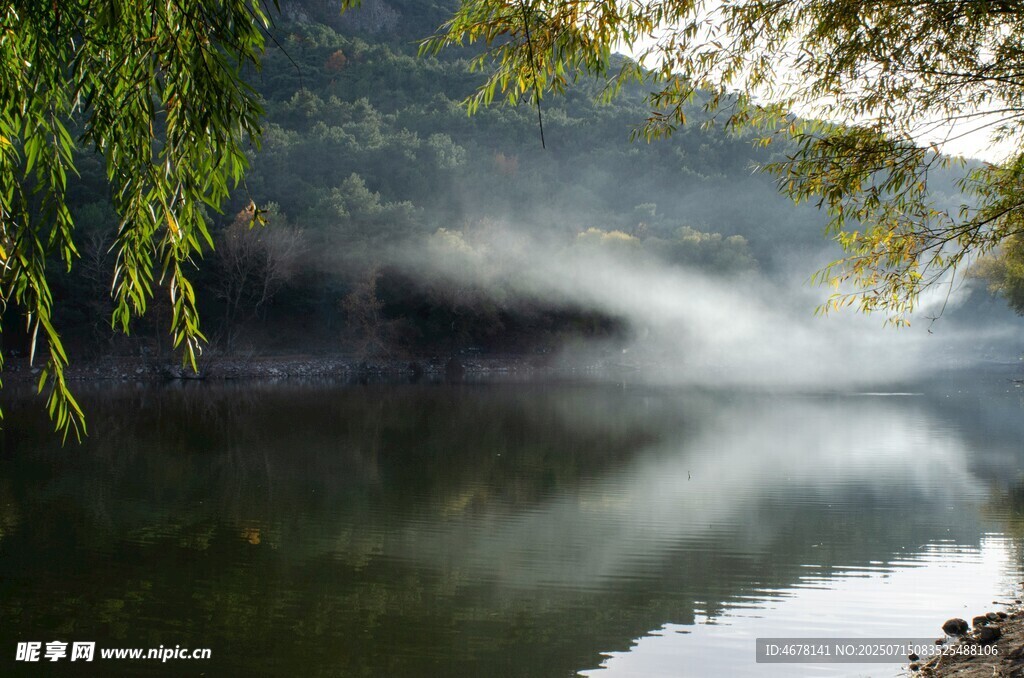 湖畔晨雾中的垂柳美景