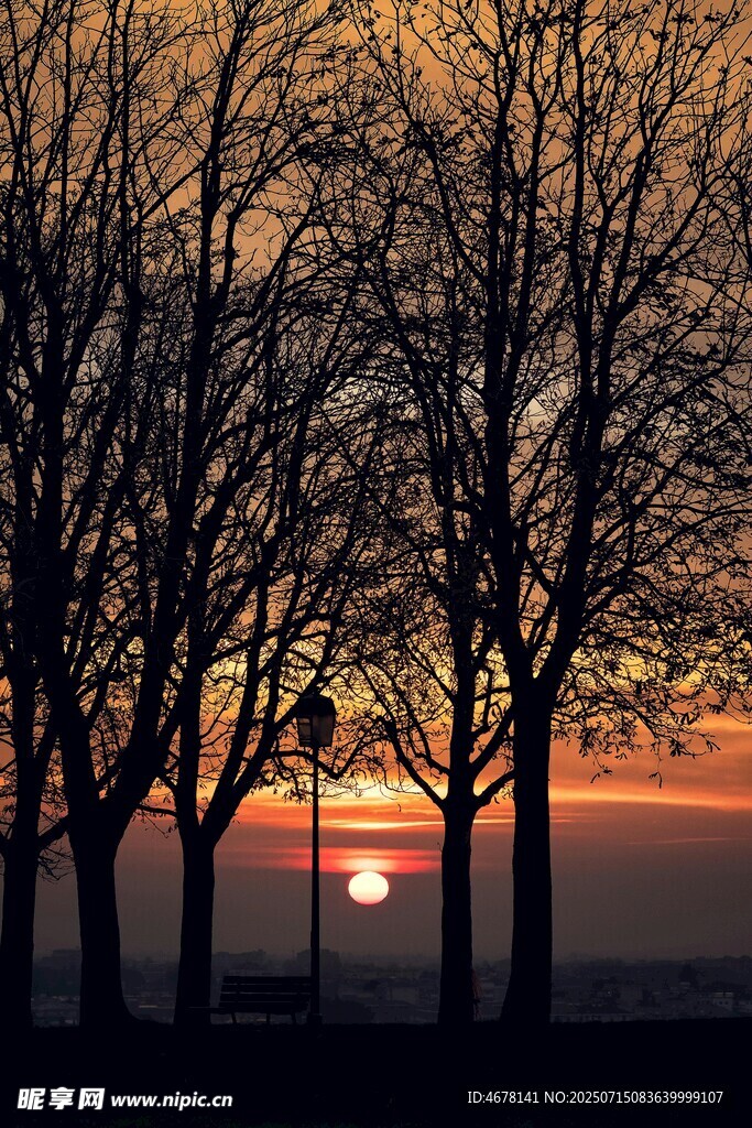 夕阳下的树林美景