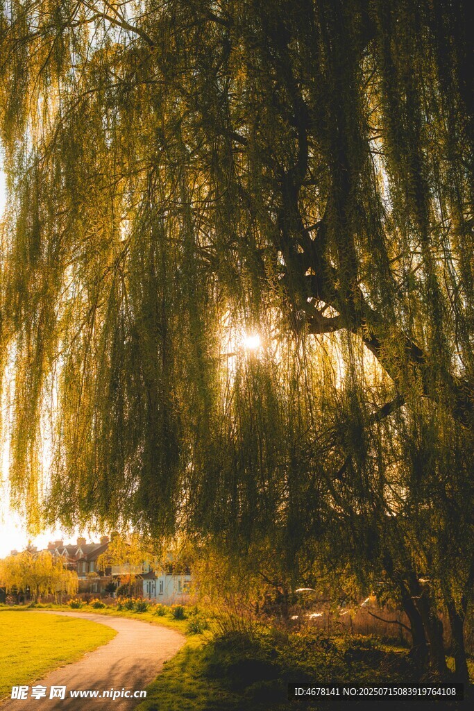 夕阳下的垂柳美景