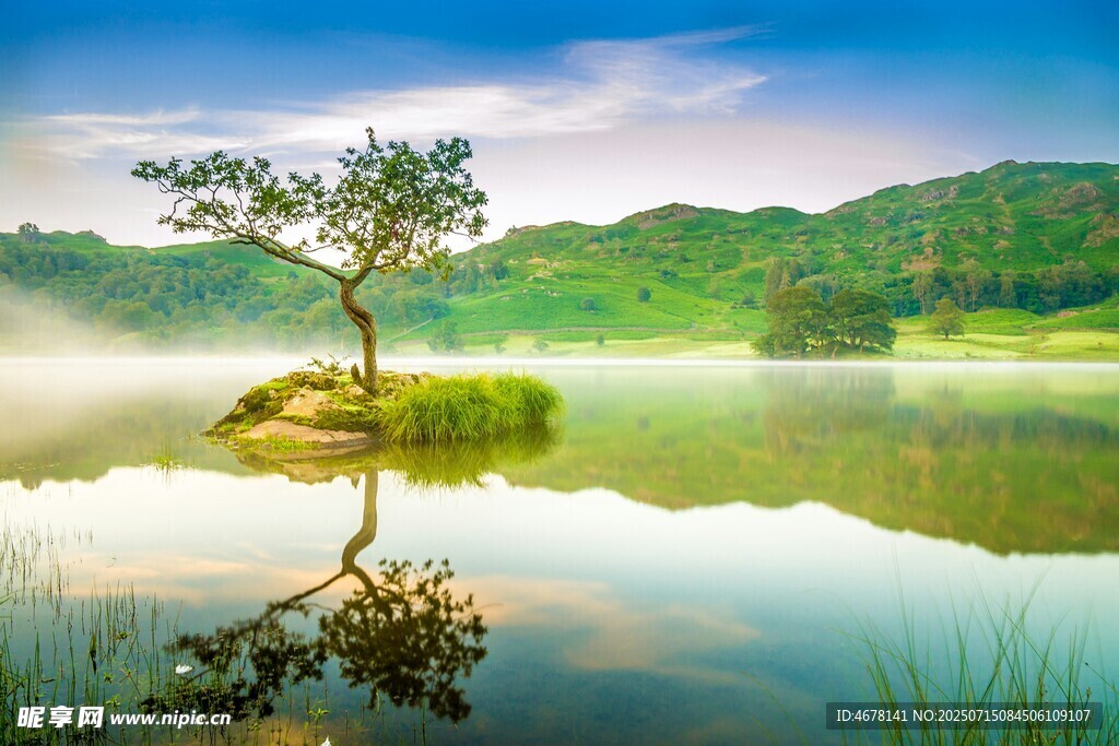 湖畔孤树映美景