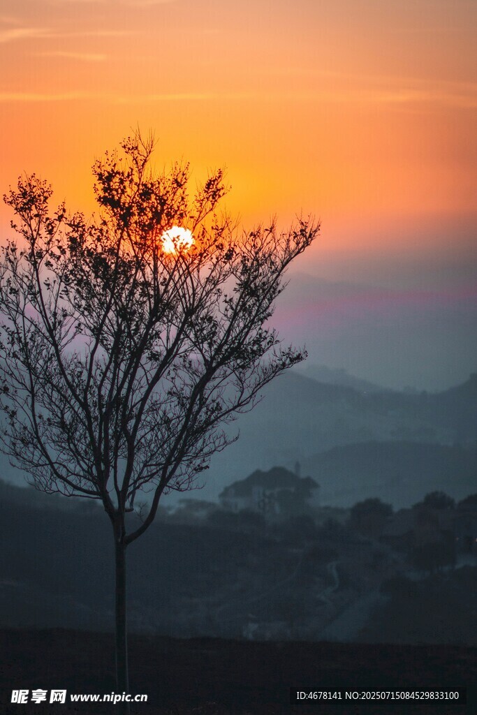 夕阳下的孤树美景