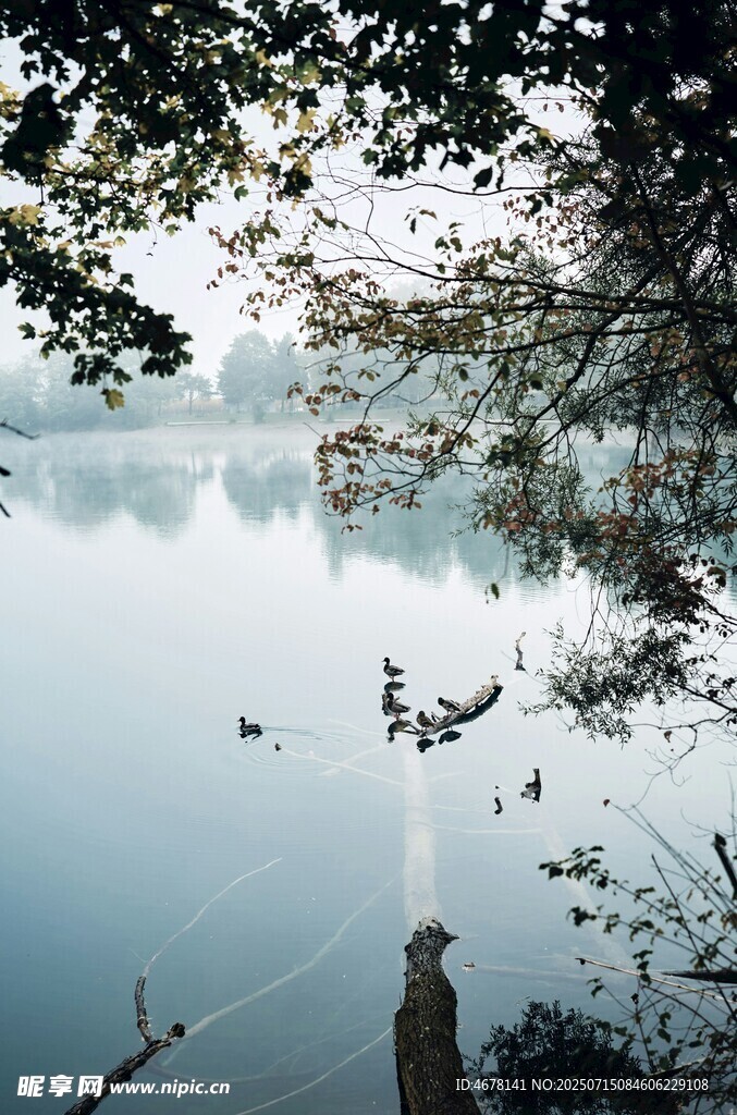 湖畔晨景飞鸟嬉戏