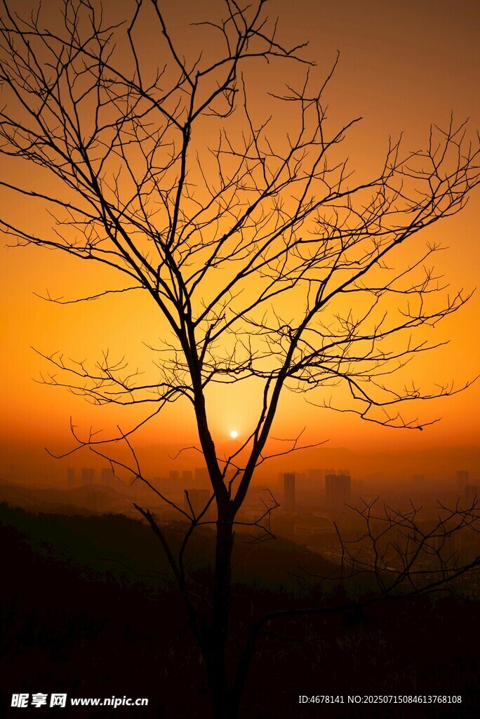 夕阳下的孤树