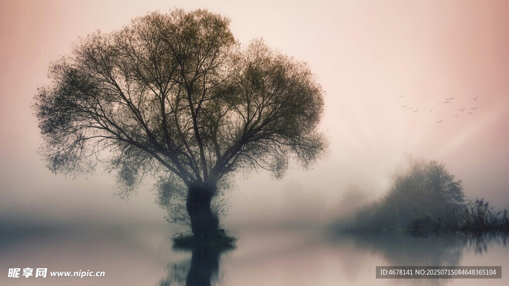 雾中孤树静谧自然之景