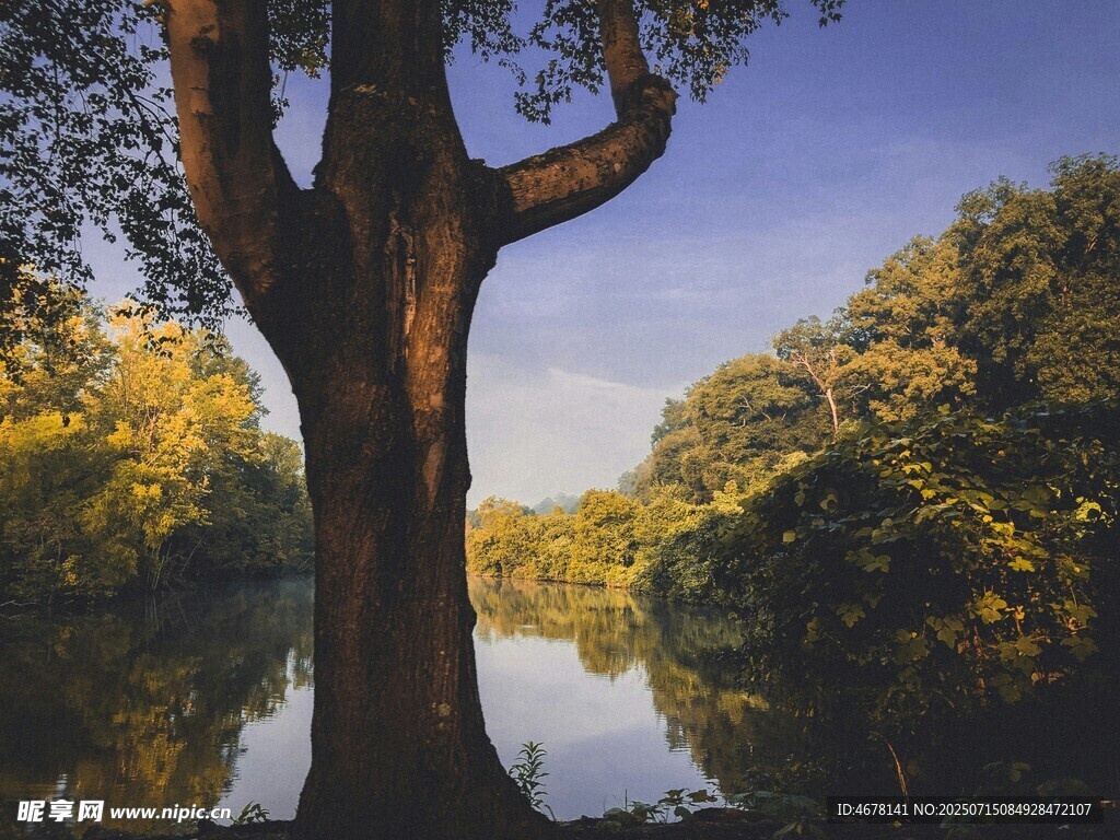 河畔大树映蓝天秋景