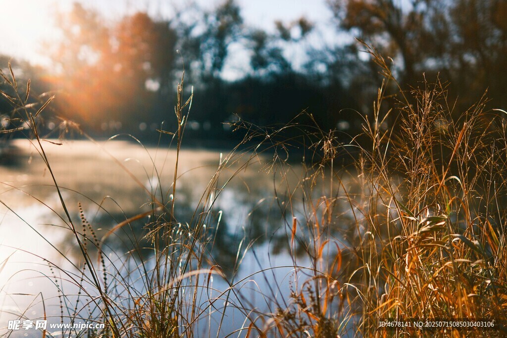 湖畔晨光中的芦苇美景