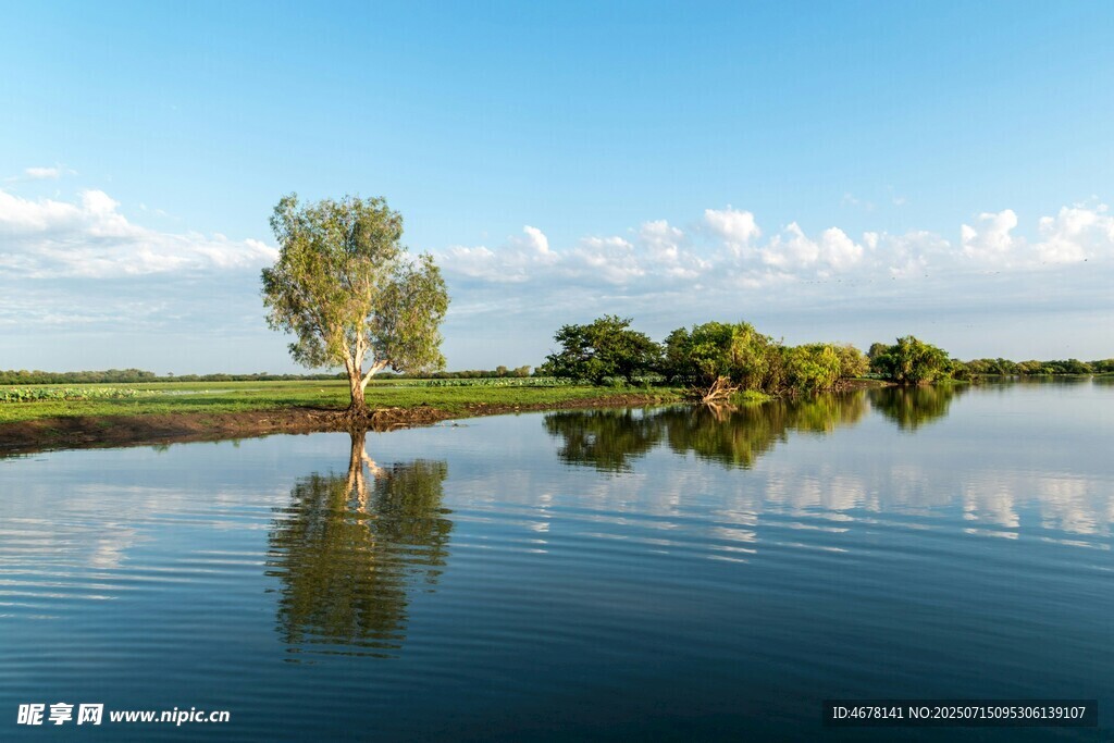 宁静湖畔孤树倒影美景