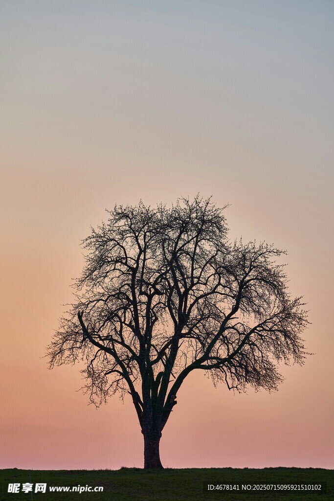 夕阳下的孤独树木