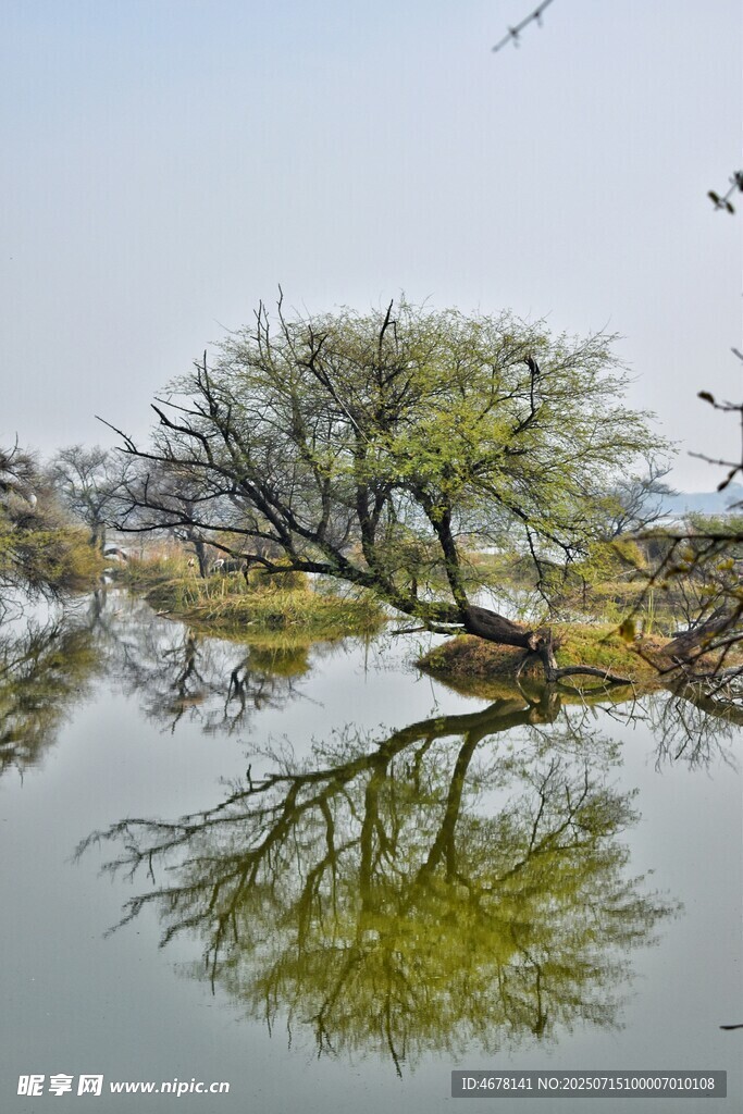 湖畔孤树倒影美景