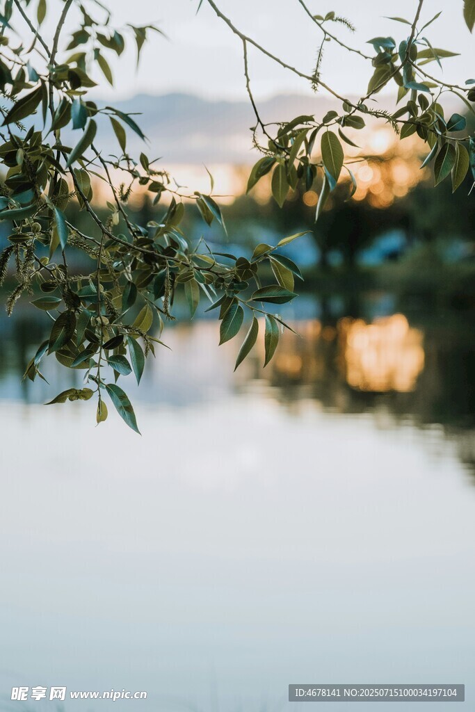 湖畔枝叶映夕阳美景