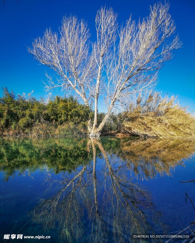 湖畔枯树倒影美景