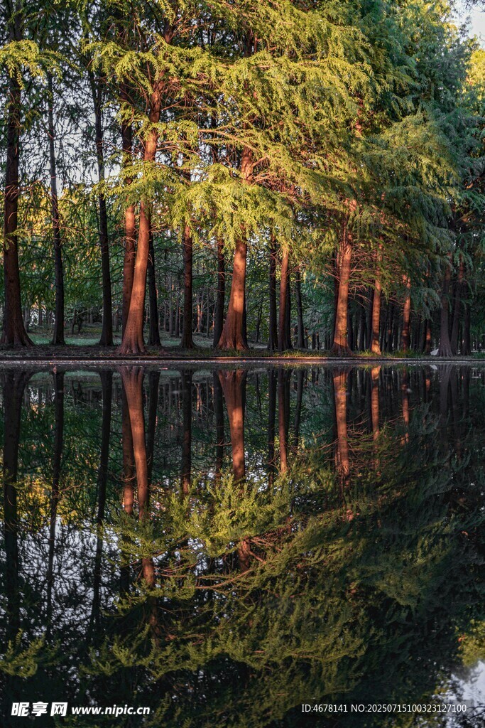 湖畔树林倒影美景