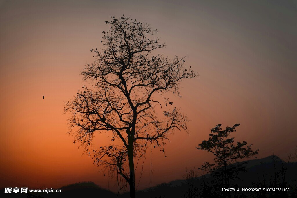 夕阳下的孤树