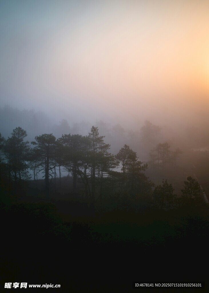 晨雾中的树林美景