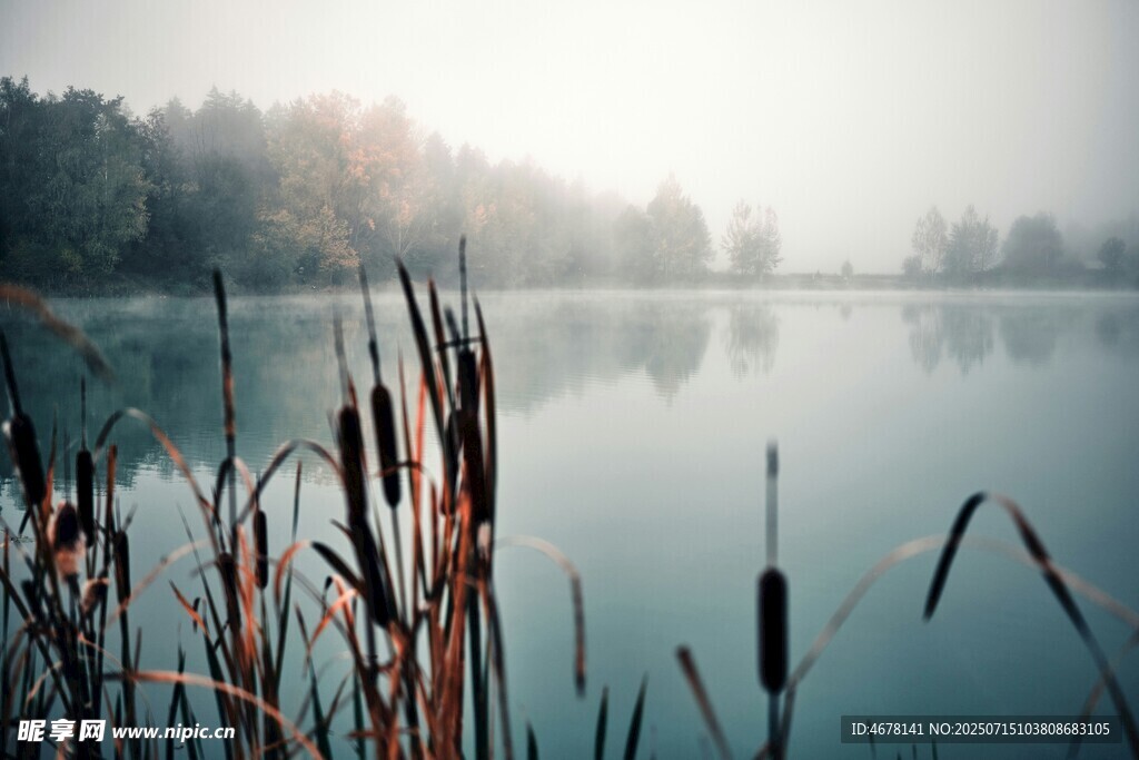 湖畔芦苇静谧清晨之景