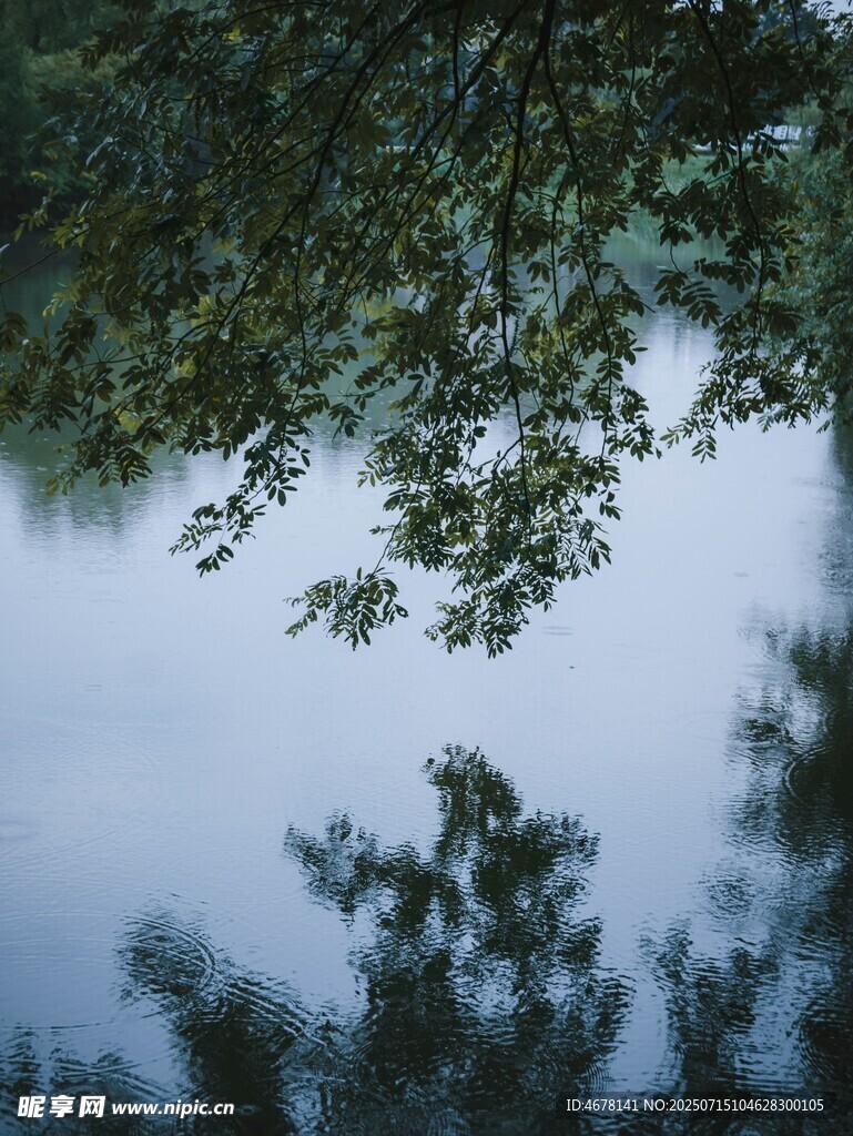 湖畔树影静谧自然之景