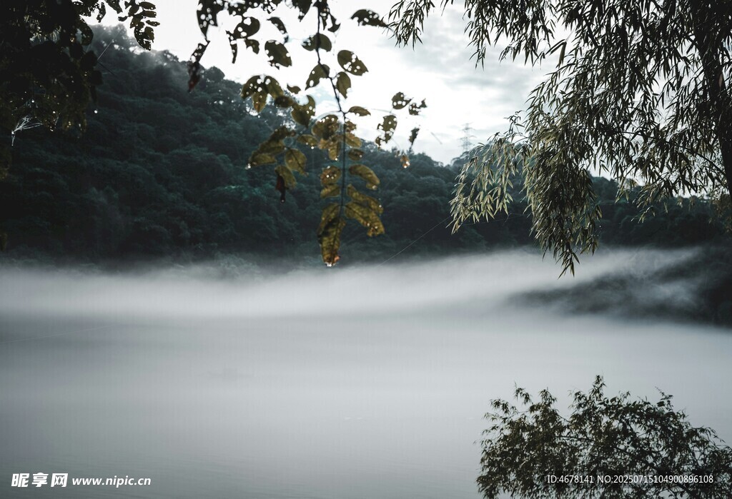 林间晨雾弥漫的静谧美景