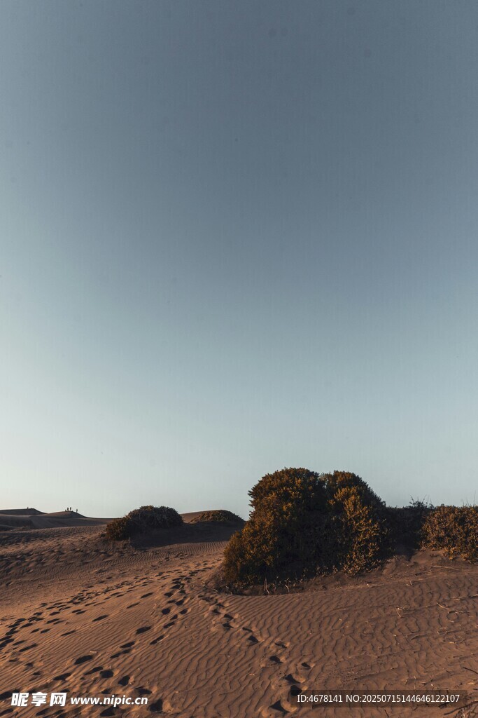沙漠中的植被景观