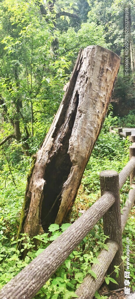 枯木