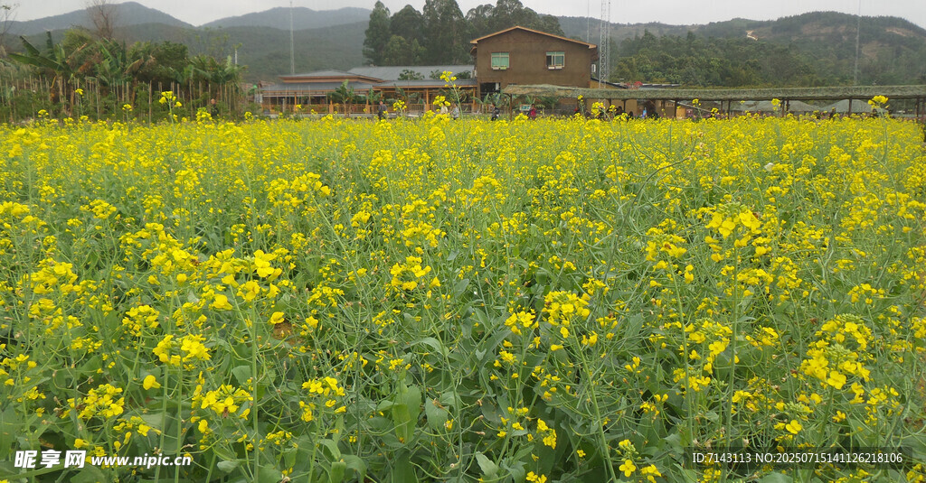 金黄油菜花田中的乡村景致