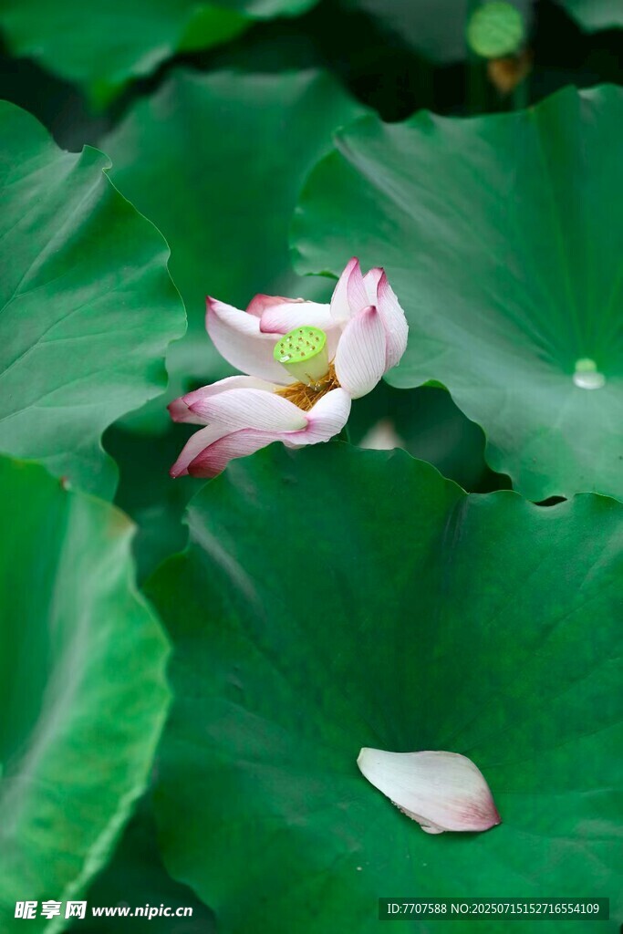荷叶荷花
