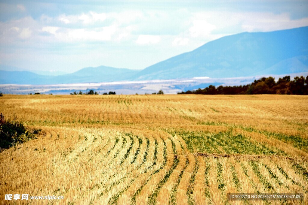 金色田野与远山美景