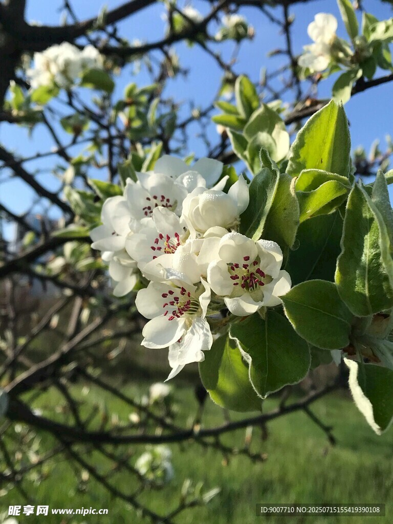 枝头绽放的洁白梨花