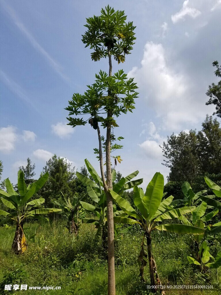 田野中的高大植物与香蕉树