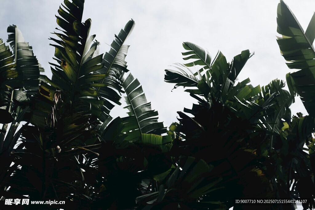 热带植物景观