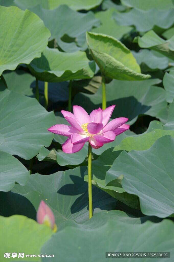 粉色荷花绽放于绿叶间