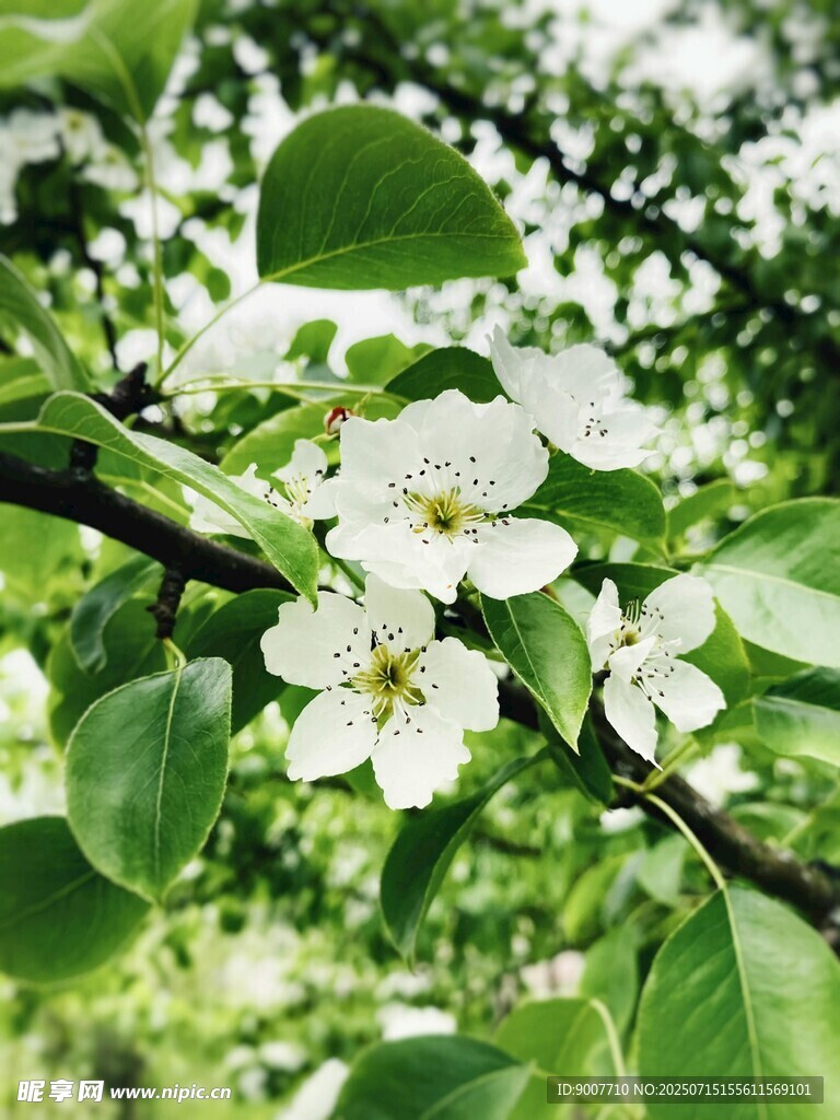 枝头绽放的洁白梨花