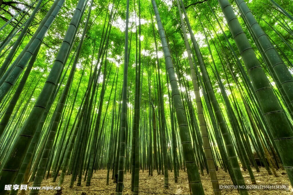 翠绿竹林 自然清新之景