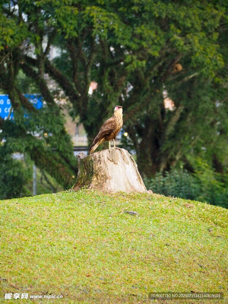 树桩上的鸟