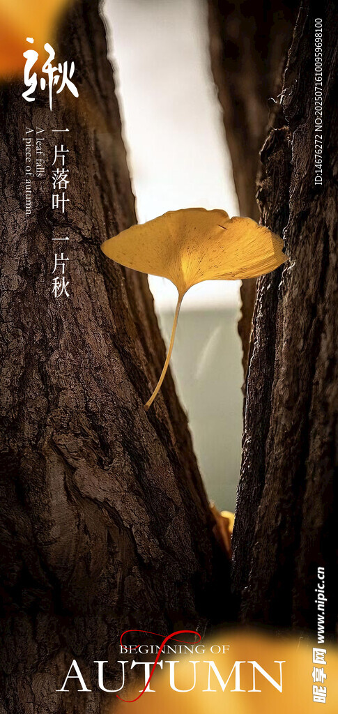 立秋海报