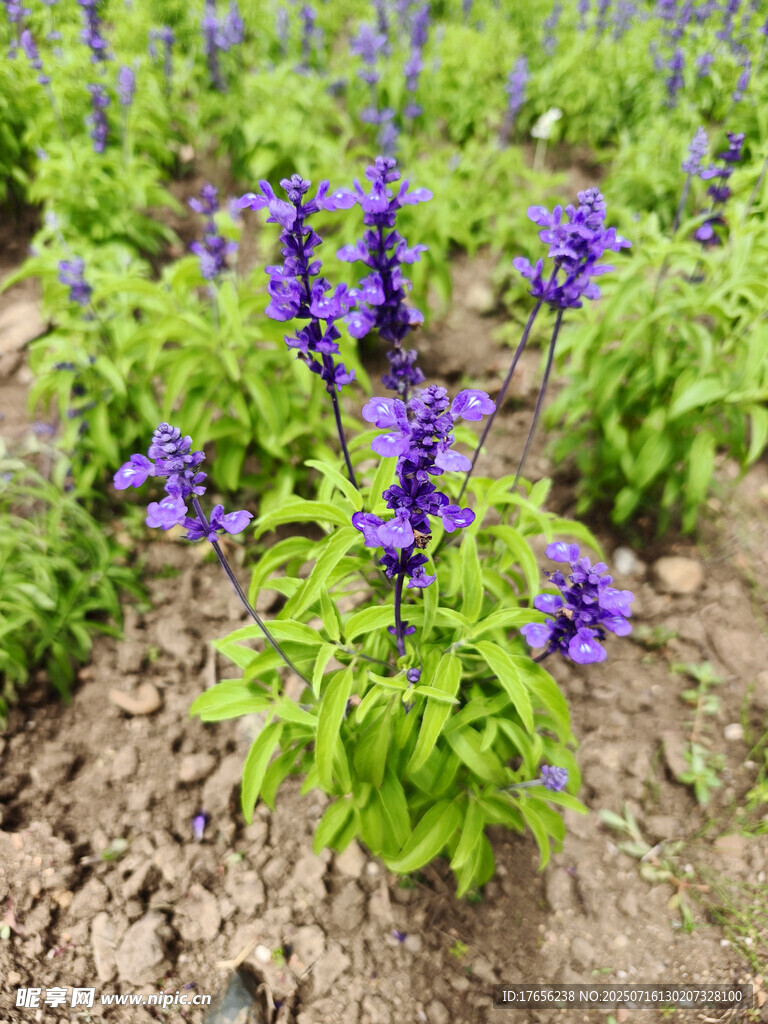 紫色花卉种植地