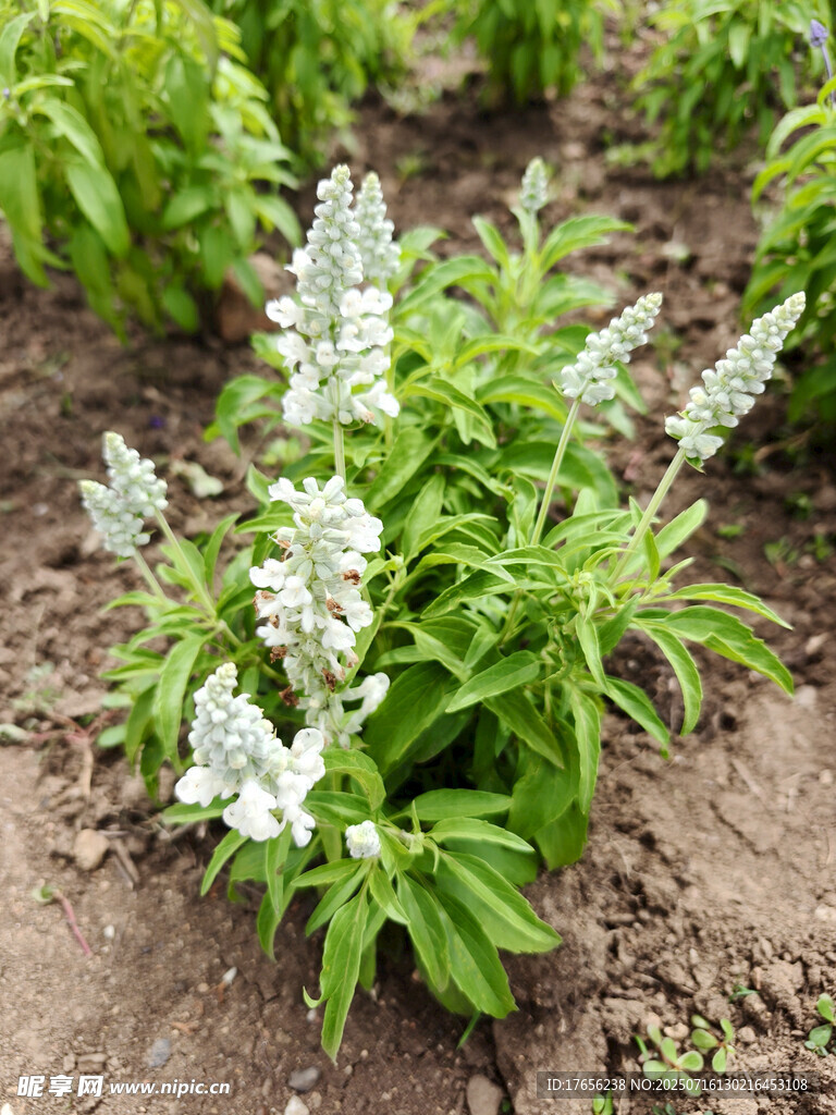田间绽放的白色花卉植物