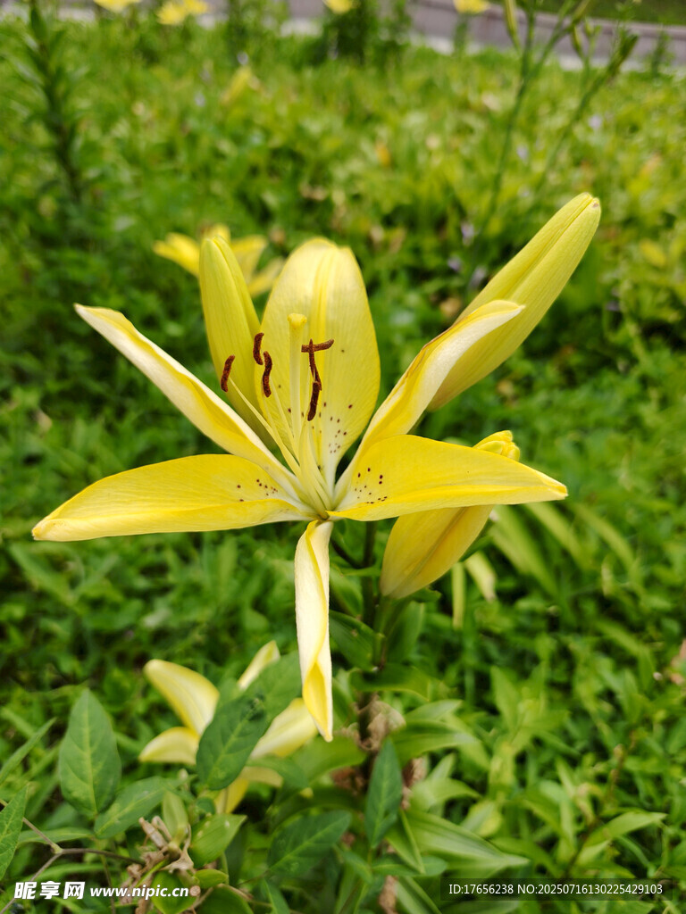 黄色百合花绽放于草地