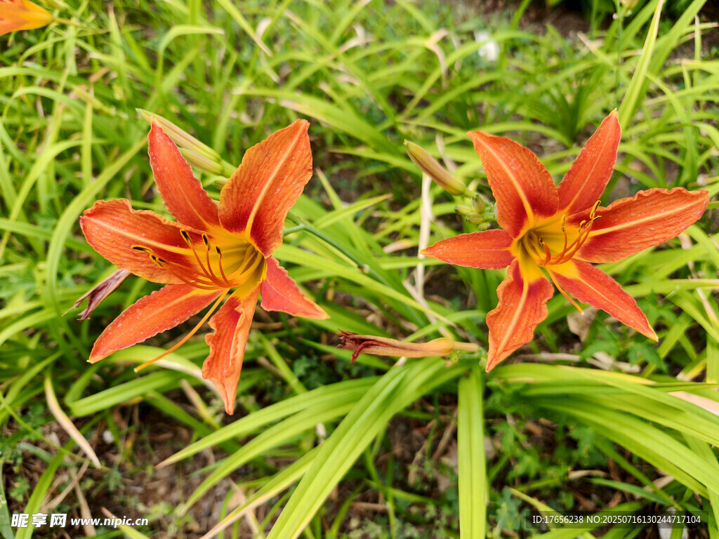 鲜艳橙红色百合花绽放