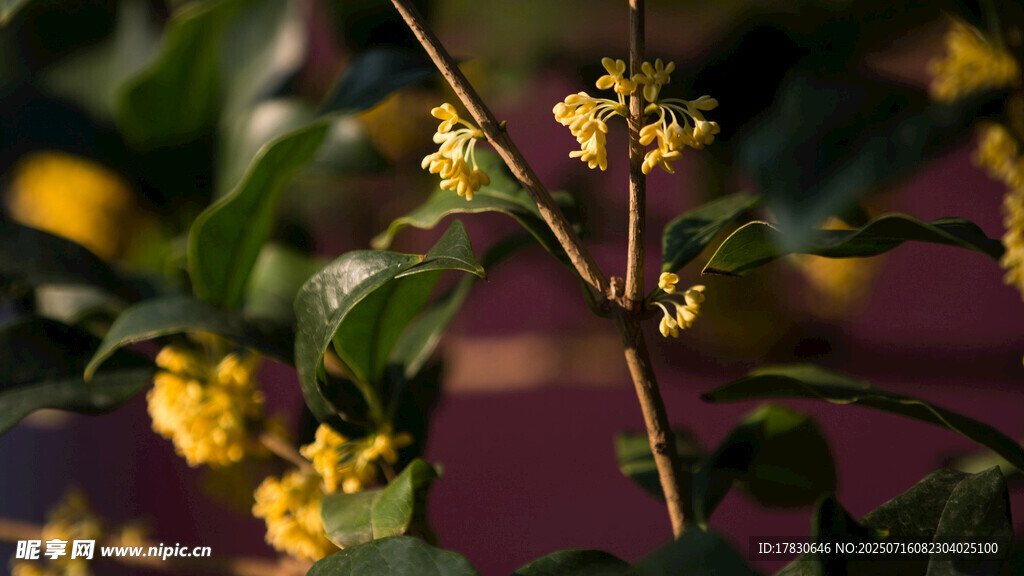 金黄桂花枝上绽